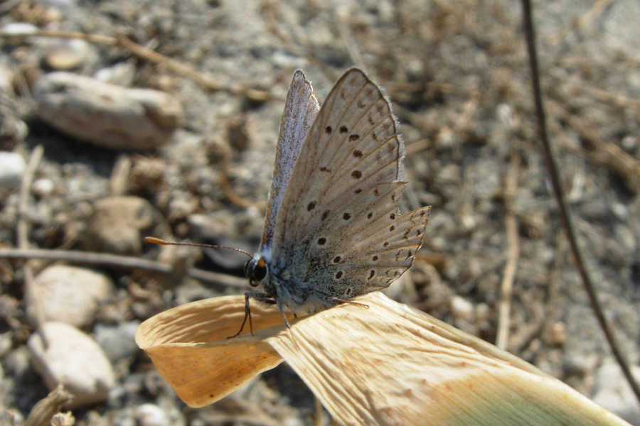 Altre farfalle da Creta